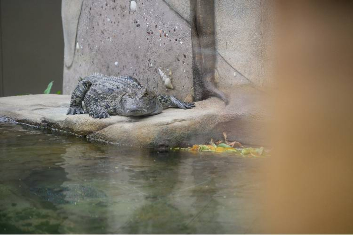 香港海洋公园全新动物大使鳄鱼"百香果"正式亮相|鳄鱼|香港_新浪新闻