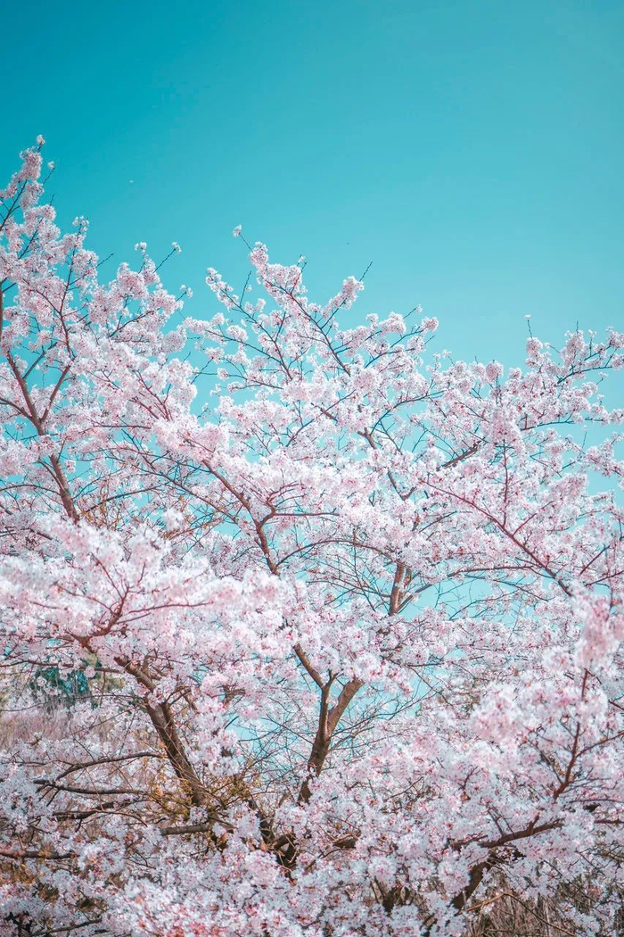 全球最大樱花基地,竟在中国!比日本绝美,即将花开成海.居然免费!