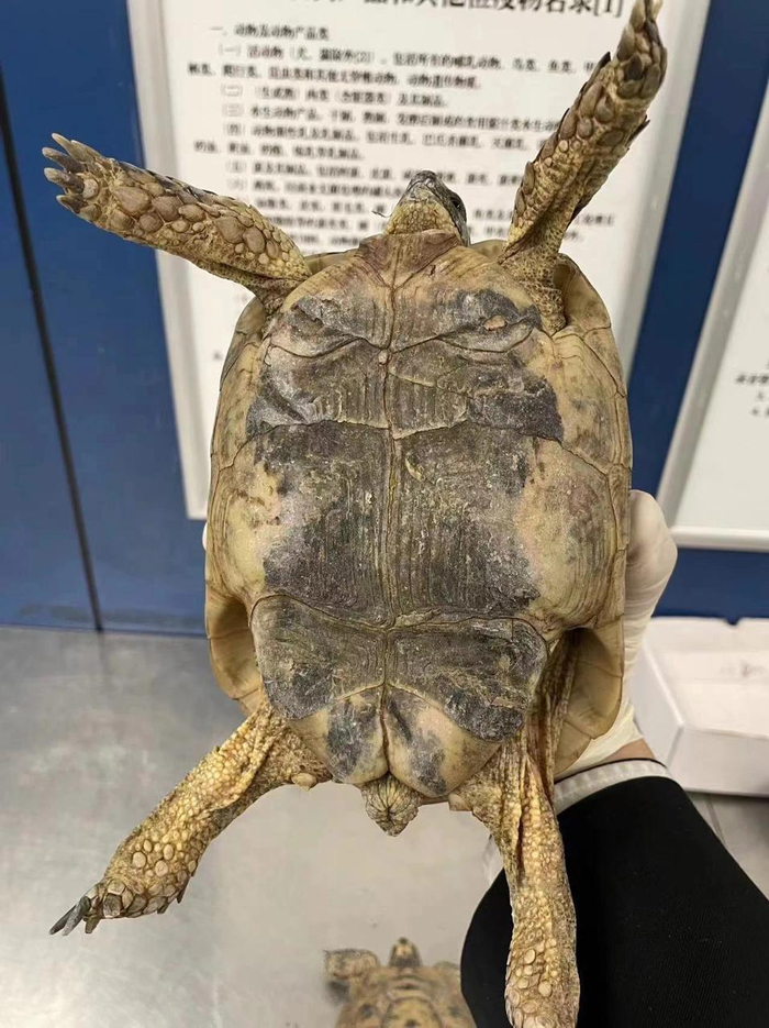 托运行李现异常,海关查验发现2只希腊陆龟,为世界濒危物种__财经头条