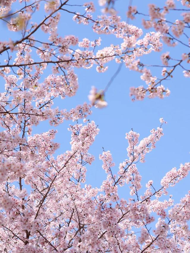 顾村公园2024上海樱花节地址:松江区辰花公路3888号门票:60元/人在