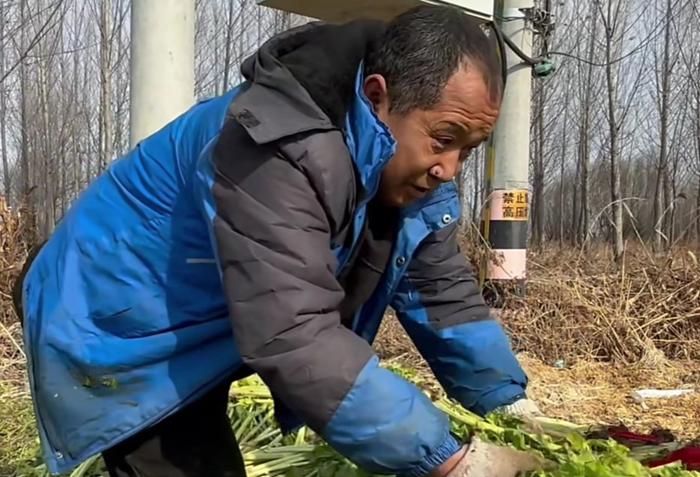 虾米的父亲在处理烂在地里的芹菜。 视频截图