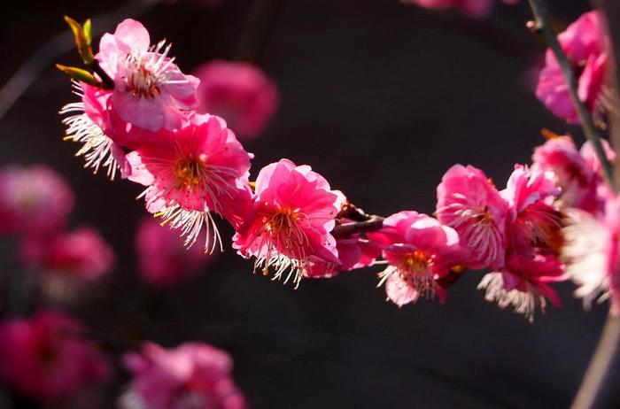 最美的花图片梅花图片