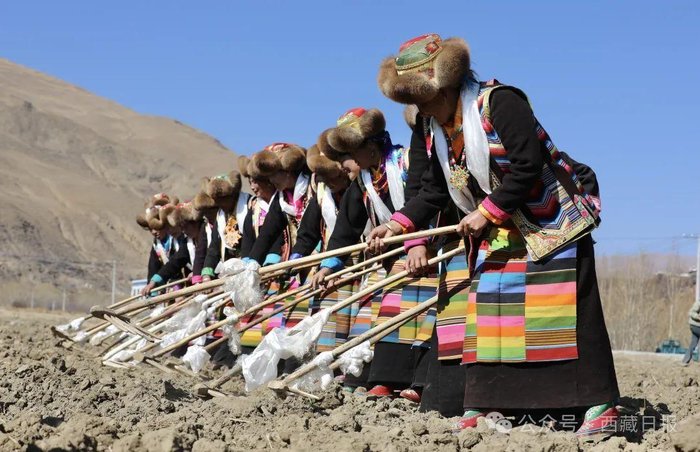 县加麻乡加麻村旺堆老人天刚蒙蒙亮变得更加丰富多彩西藏各地的开耕