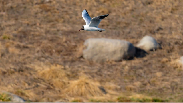 记录生活,来水磨河拍摄红嘴鸥,迎接乌鲁木齐的春天
