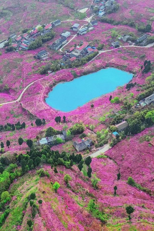 龙泉桃花节2022图片