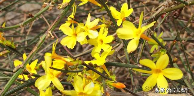 教师成长之路任重而道远,年轻是资本也是我的不足.