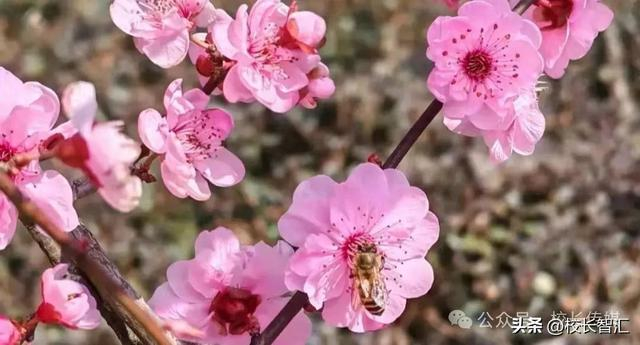 思考原创作者|赵晓萌(河南省延津县第一高级中学语文教师)学习新思想