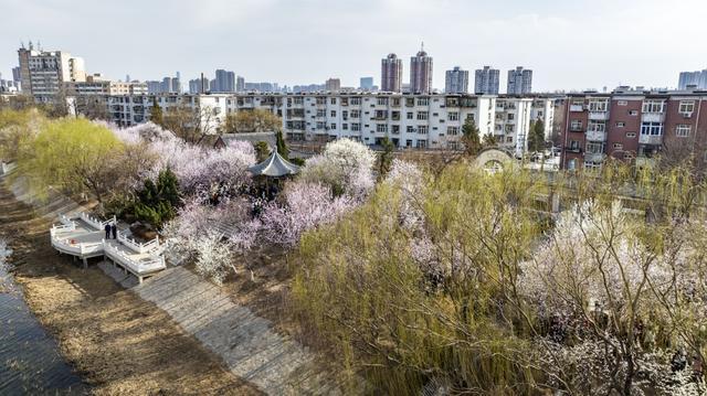 春风十里桃花笑第33届天津运河桃花节开幕