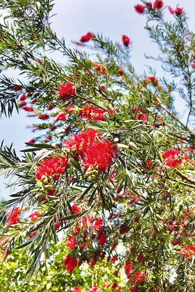 公园里的垂枝红千层在风中摇曳。本报记者潘浩 摄