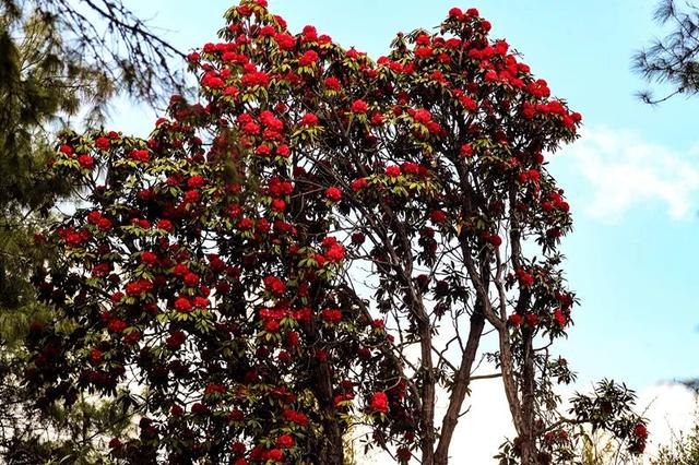 穿梭在马缨花树林中棕墨色的枝干早已斑驳厚厚的苔藓覆盖其间指尖轻抚