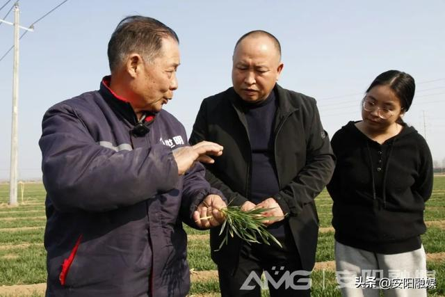 安阳:春日好时光 沃野绘"丰"景|安阳市|农业农村_新浪新闻