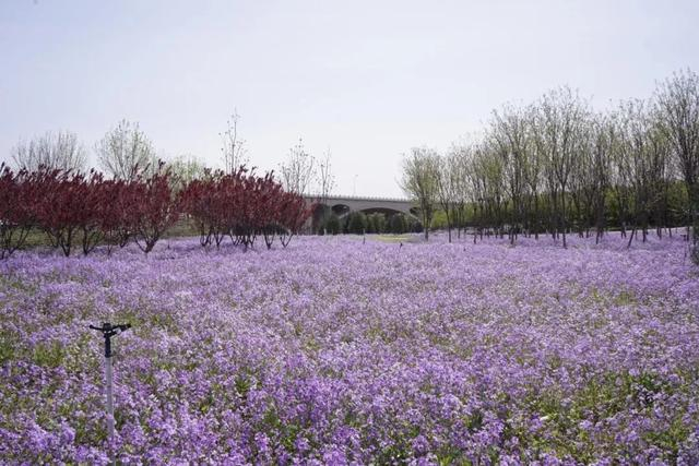 美翻了推荐石家庄六大踏青目的地