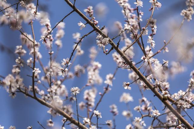 春风十里桃花笑第33届天津运河桃花节开幕