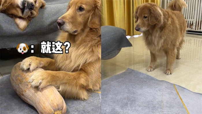 主人拿刀切南瓜金毛敷衍了事下秒一举动立马就怂了吓出表情包