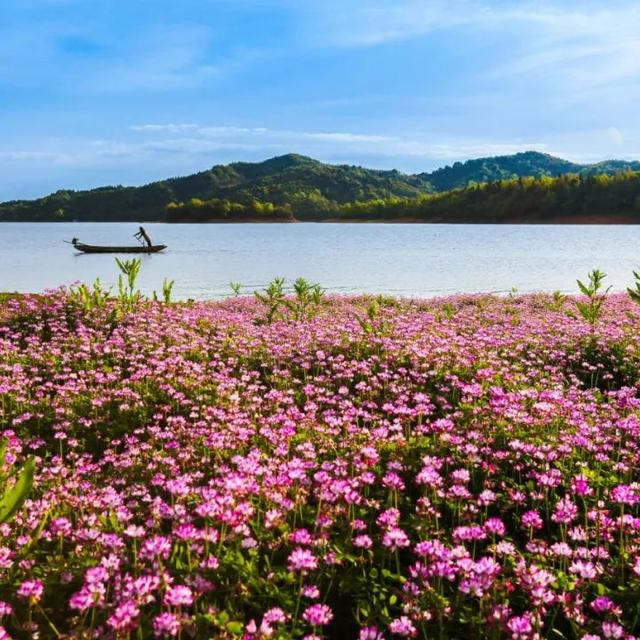 "开往春天的列车",江西站发车!|鄱阳湖|共青城|美刻_新浪新闻