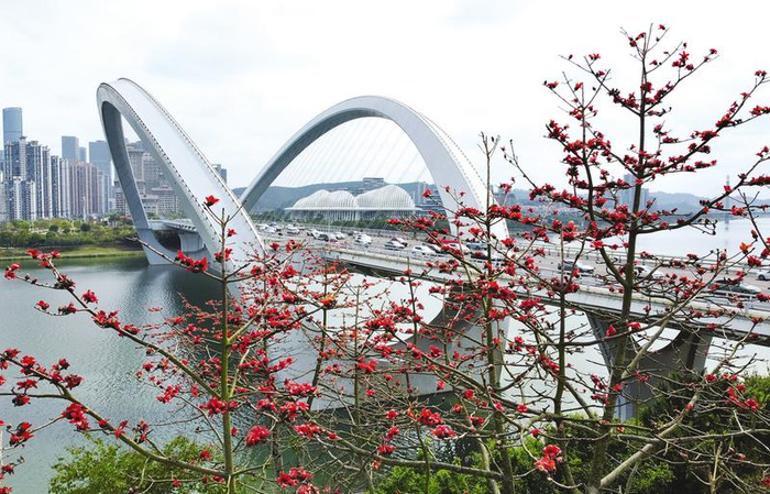南宁大桥边火红的木棉花迎春绽放。本报记者 梁枫 摄