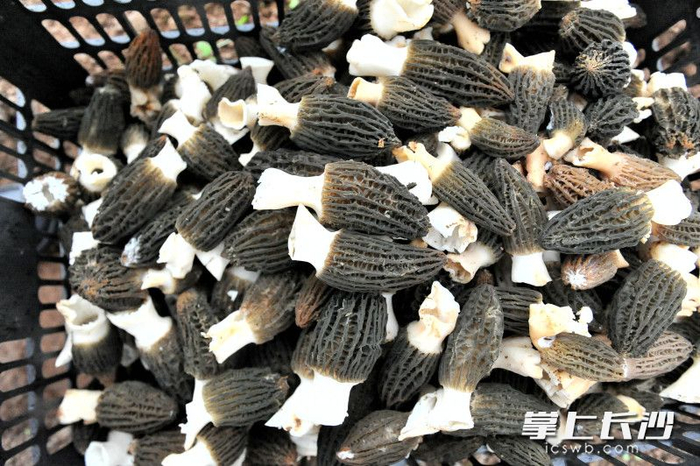 长沙本地种植的羊肚菌上鲜了
