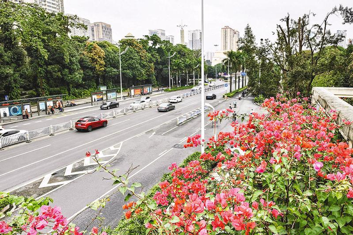     民族大道新民立交桥上的三角梅竞相绽放。本报记者叶子榕 摄