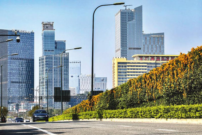 平秋立交桥的炮仗花盛开，累累成串。本报记者叶子榕 摄