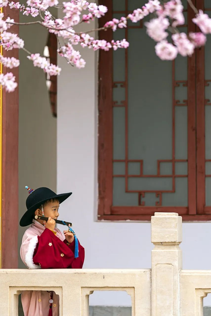 摄影 林萍摄影 冯秀华摄影 曹俊茹马场道这株"著名山桃花"也已盛开