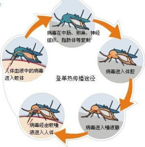 出行要注意!|特效药|感染
