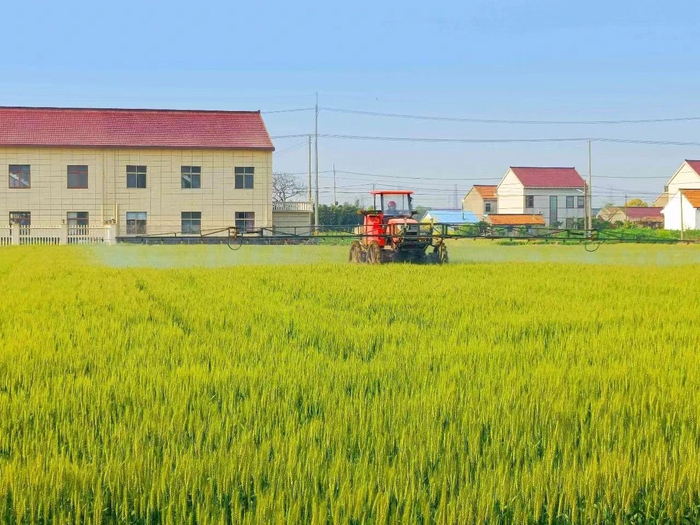 江苏启东东海镇今年计划建设高标准农田1.6万亩,让更多粮田变"良田"