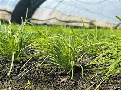 三面环水的种植园10亩韭菜迎新生__财经头条