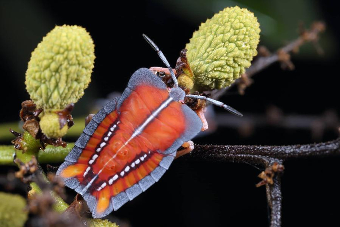 34目475科3198属12093种广东首份昆虫名录发布