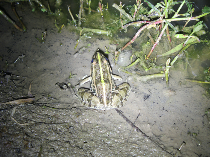 停止内卷的终极办法:冬眠!|哺乳动物_新浪新闻