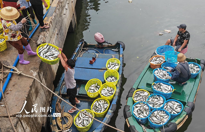 海南琼海:春光明媚耕海忙|海南省|渔民|琼海市_新浪
