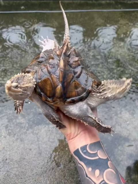 超级变异神兽双头鳄甲龟