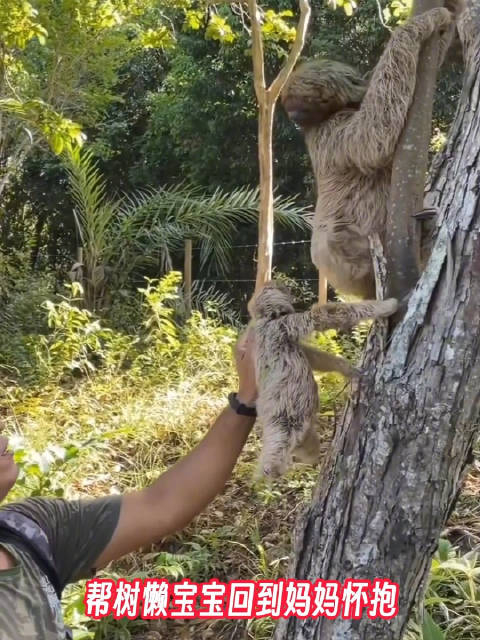 帮树懒宝宝快速回到妈妈的怀抱