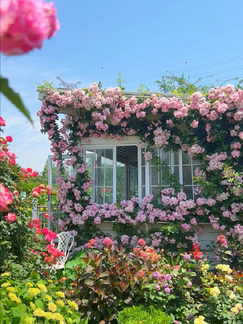 接下来的春天成都海蒂的花园是这样子的