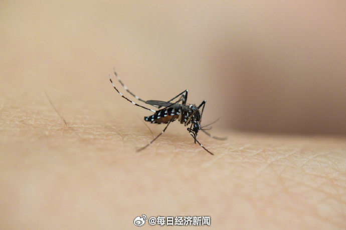 巴西今年登革热确诊及疑似病例超188万__财经头条