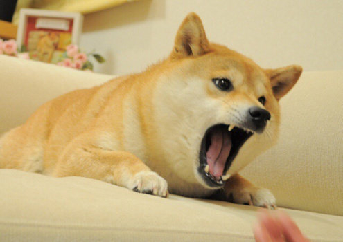 doge变成表情包的全过程原来是这样的|表情包|全过程_新浪新闻