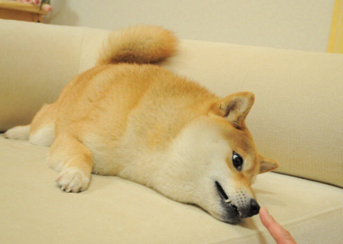 doge变成表情包的全过程原来是这样的|表情包|全过程_新浪新闻