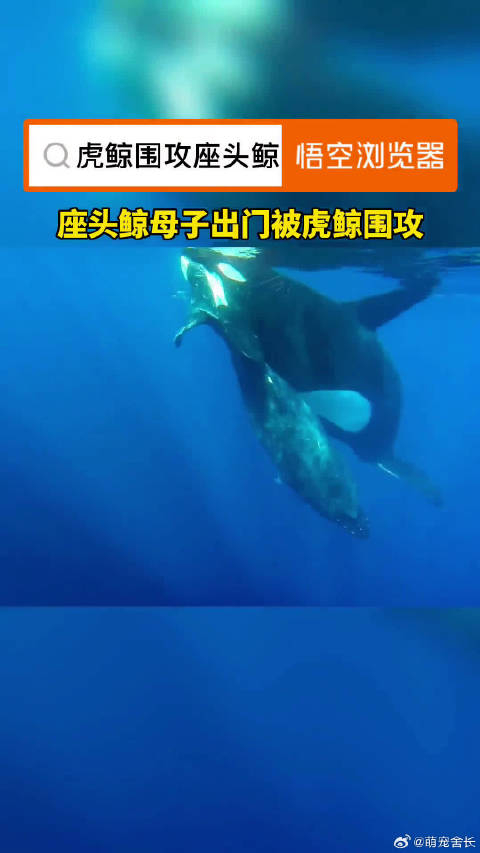 为什么座头鲸老是和虎鲸过不去赶再远的路也要过去干它一顿
