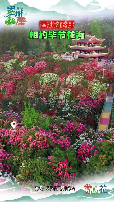 春暖花开相约毕节花海