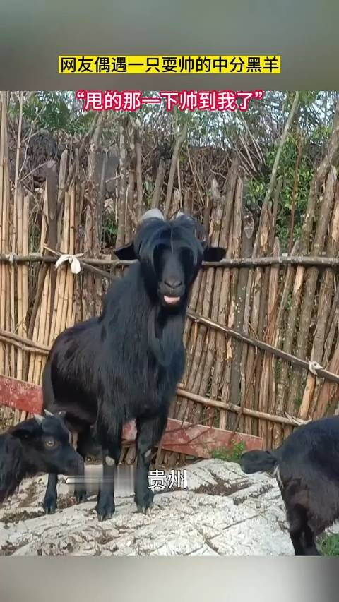 网友偶遇一只耍帅的中分黑羊