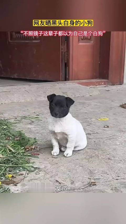 网友晒黑头白身的小狗