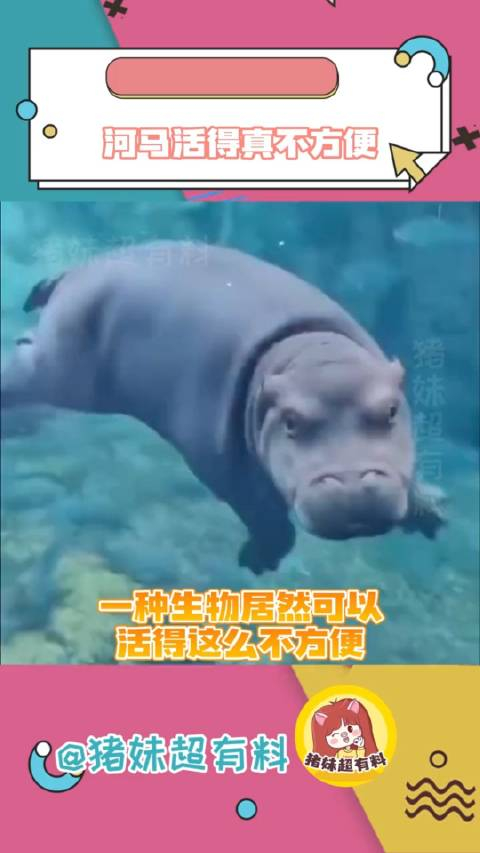河马存在的意义难道就是为了填补河里没有马的空白吗河马搞笑万万没