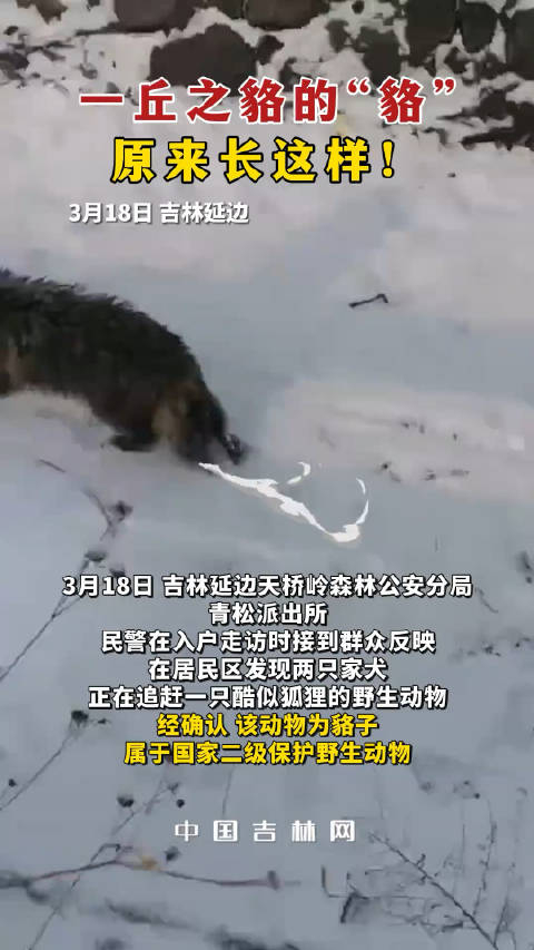 一丘之貉的貉原来长这样