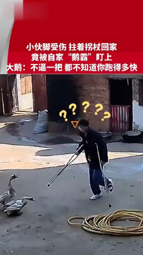 云南小伙脚受伤拄着拐杖回家竟被自家鹅霸凌