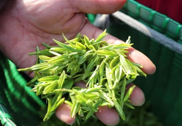 富阳拔山村的"龙井43"抢鲜开采 服务保障升级赋能春茶稳产增产