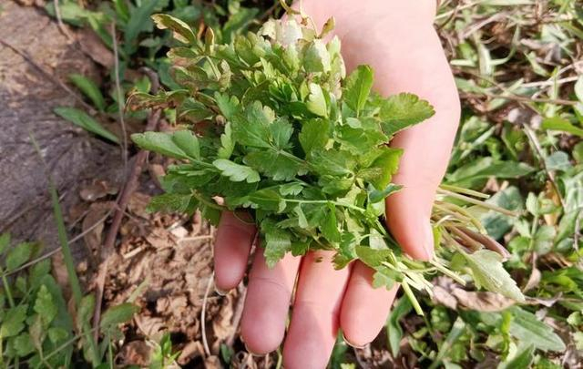 野水芹。孟俭 摄
