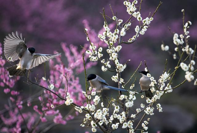 江苏扬州:梅花盛开 喜鹊枝头嬉戏|扬州|喜鹊|枝头_新浪新闻