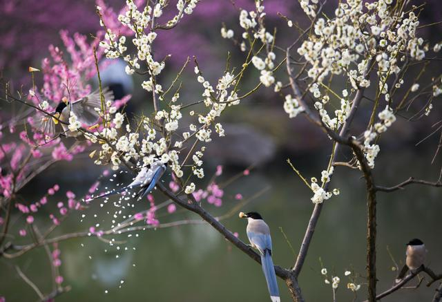 江苏扬州:梅花盛开 喜鹊枝头嬉戏|扬州|喜鹊|枝头_新浪新闻