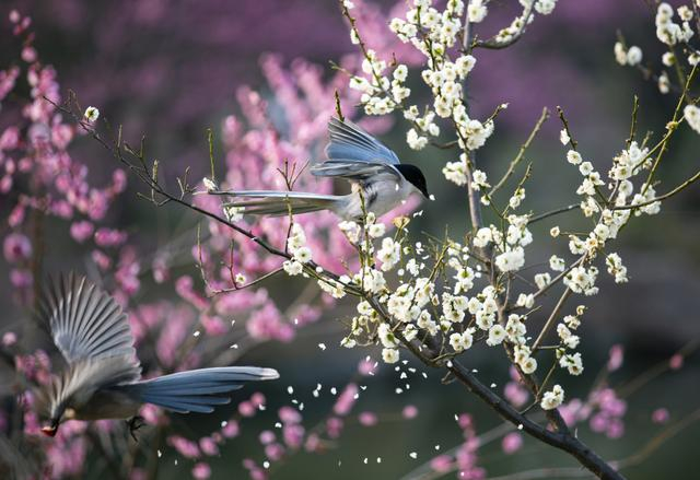 江苏扬州:梅花盛开 喜鹊枝头嬉戏|扬州|喜鹊|枝头_新浪新闻