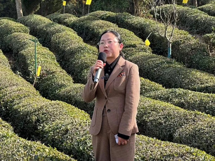 黄山毛峰茶即将开园上市亮点多多