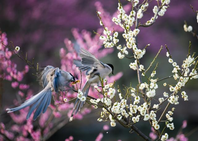 江苏扬州:梅花盛开 喜鹊枝头嬉戏|扬州|喜鹊|枝头_新浪新闻